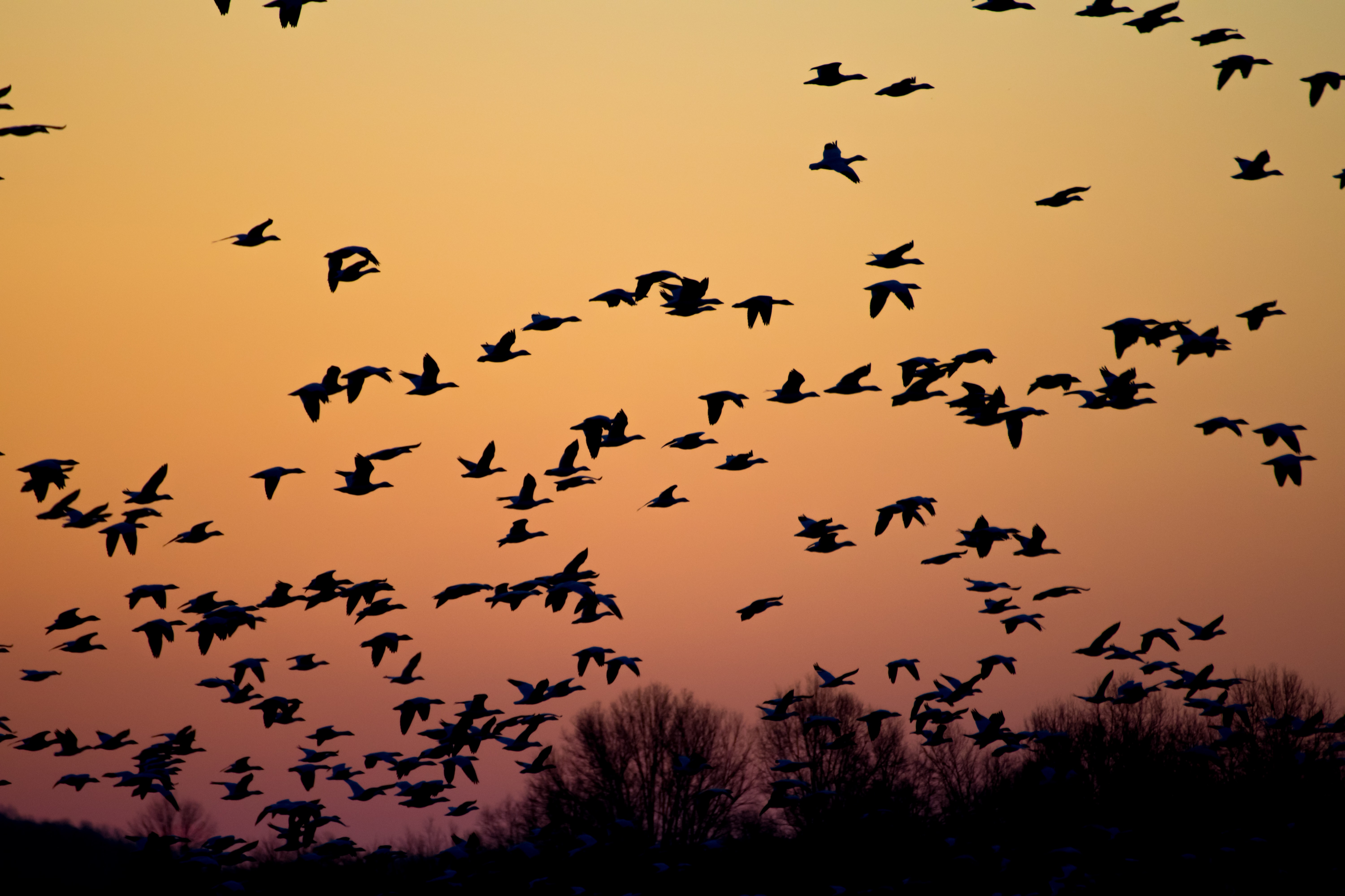 hubspot website migration like birds